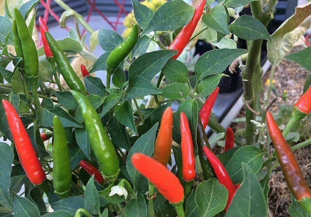 Viridis Hortus - Birds Eye (Hot) Chilli Pepper 50 x Vegetable/Fruit Seeds