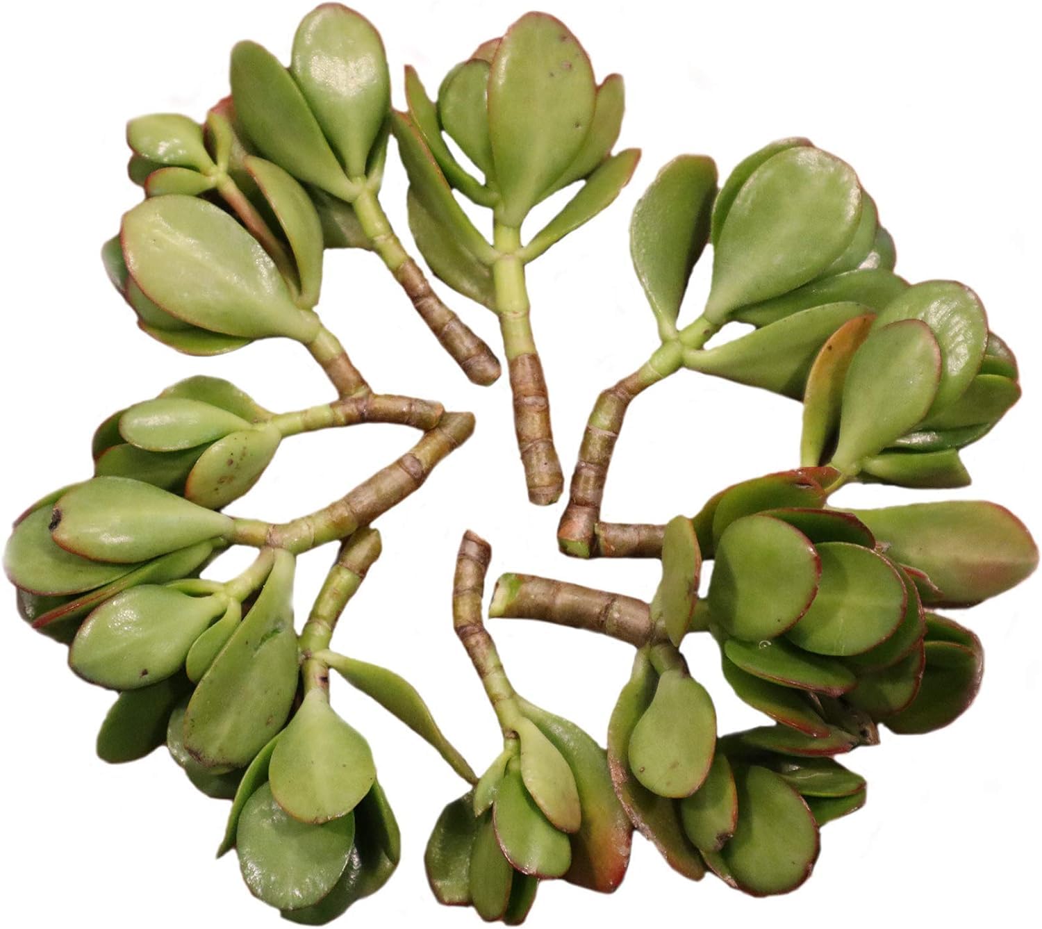 Jade Plant Crassula Ovata Jade Succulent Live Jade Plant Cuttings (10 Pack) (B0D8PK2BZC) Amazon Price History, Amazon Price Tracker