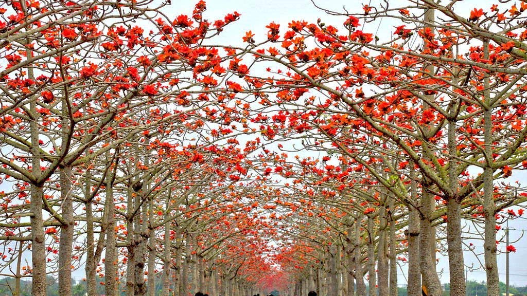 Shopvise 5 Red Cotton Tree Seeds Bombax Ceiba Fast, Showy Tree Combsh M43