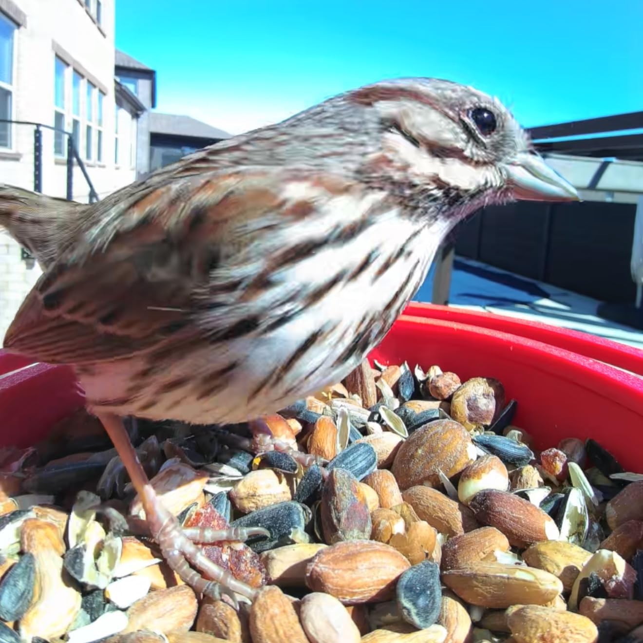 Hummingbird Feeder Seed Tray Adapter for Bird Buddy Hummingbird Feeder, Easy Attach Seed Tray with Drainage & Perch Ring for Small Birds, Convert Your BirdBuddy Nectar Feeder into a Seed Feeder (Kit)