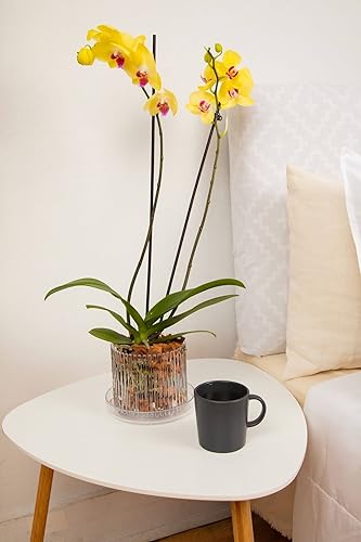 Maceta de orquídea de carrusel de orchitop de diamantes de cristal de 5.25 pulgadas con platillo desmontable a juego