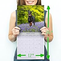 Vista 901 de Razas de Perros 2017