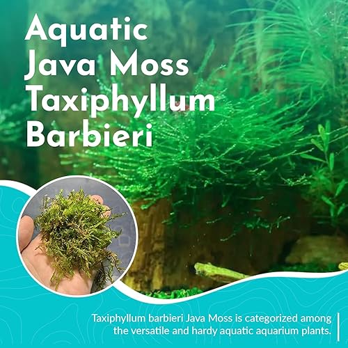 Miniatura 2 de 3X Java Moss Taxiphyllum Barbieri Porciones
