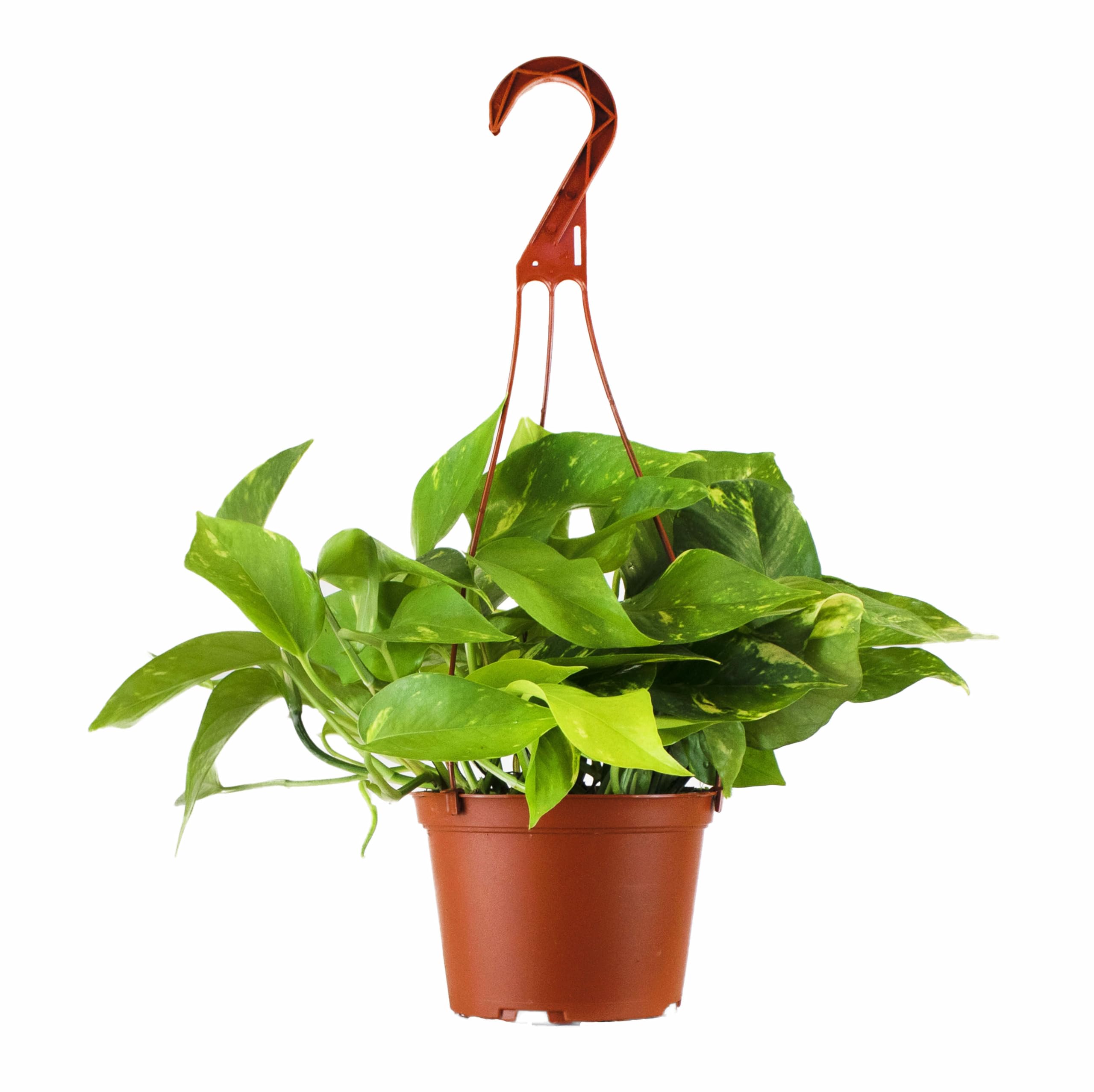 Shop Succulents Pothos Hanging Plant, Live Indoor Plant, Easy Care Hanging Ivy Houseplant in Nursery Pot, Air Purifying Plant in Soil, Housewarming, Home Décor, Trails 2-4 Feet