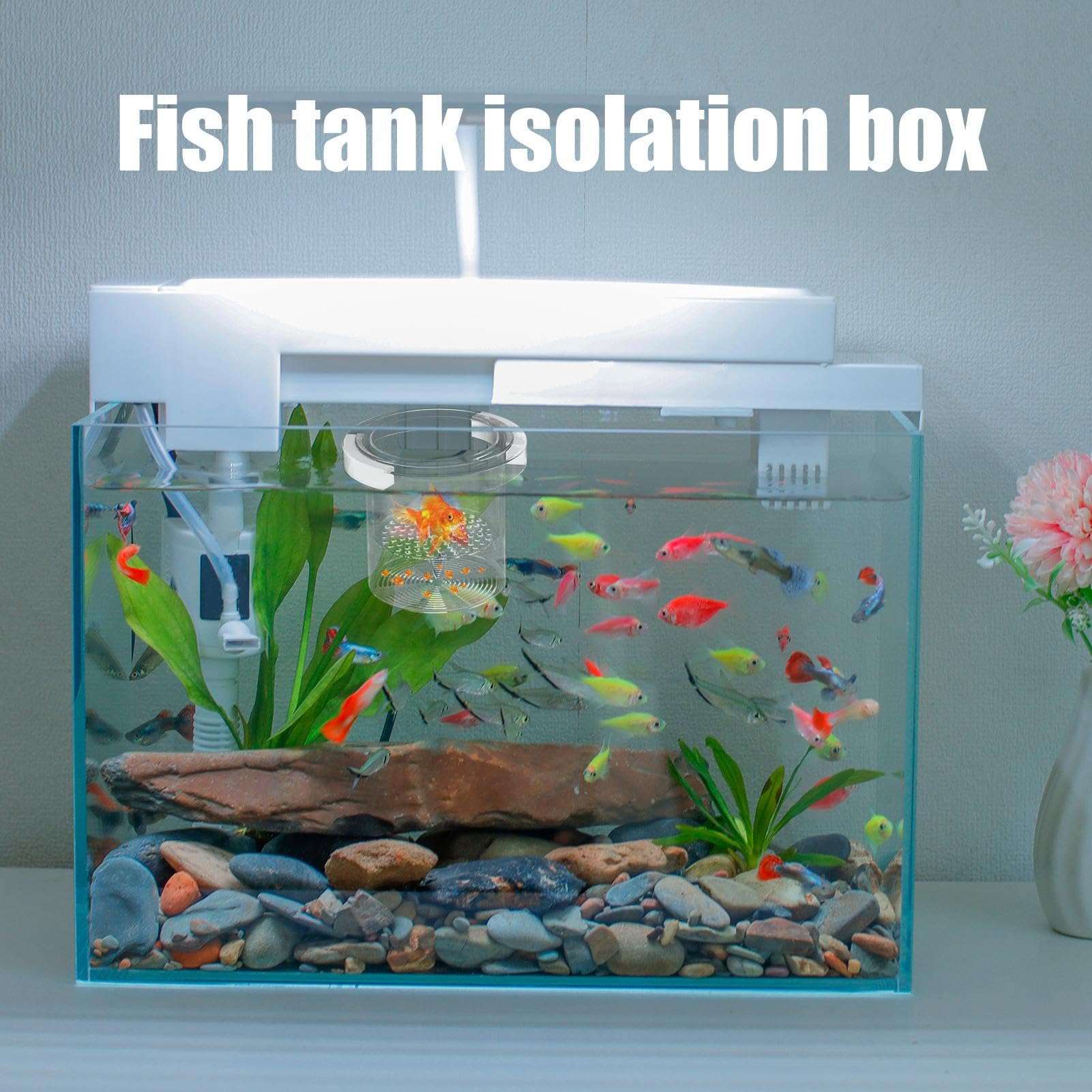 Scatola per allevamento di pesci per acquario, separatore di pesci per acquario, divisore sicuro per vivaio di acclimatazione Guppy gamberetti Betta Fry Hatchery