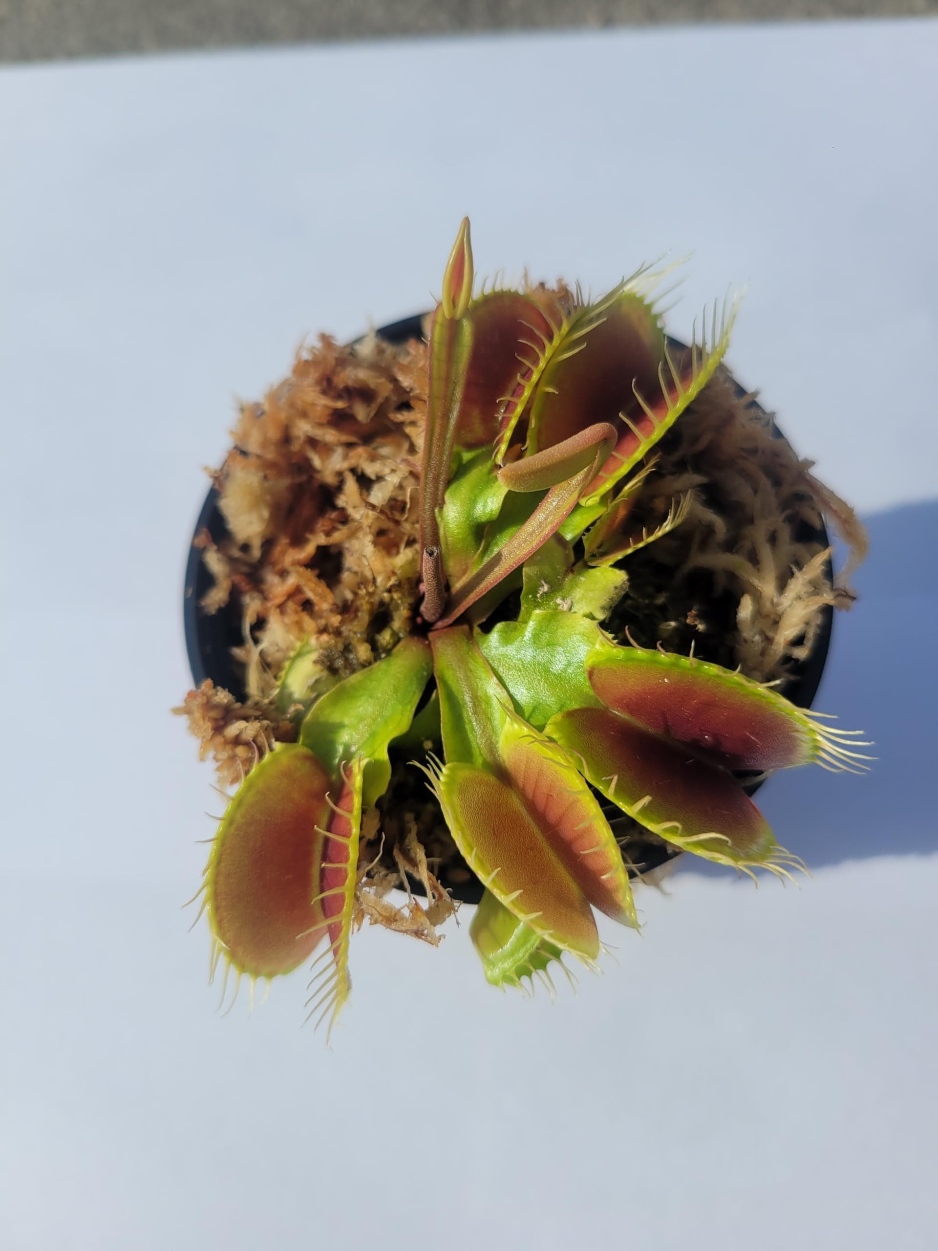 Large Sized Big Mouth Venus Flytrap (Fly Trap Carnivorous Plants) Dionaea Muscipula 3 inch Pot
