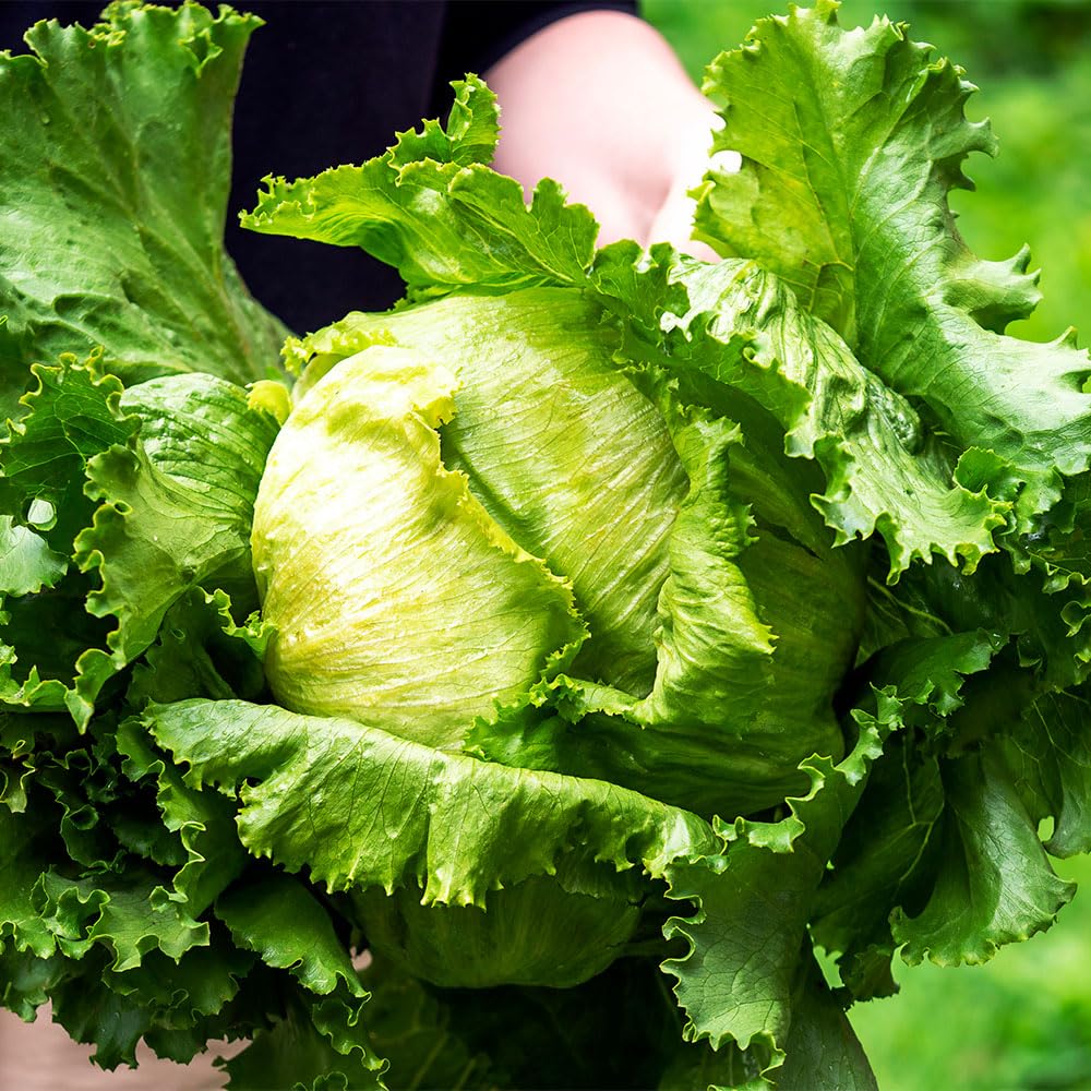 Lettuce Mixed Green Leaves Seeds β Easy to Grow Mix β Ideal for Picking as Individual Leaves β for Your Beautiful Kitchen Garden