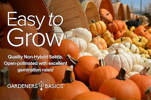 Miniatura 3 de Gardeners Basics, Semillas de calabaza para plantar – 5 variedades Baby Boo, Giant Big Max, Jack Be Little, Jack O Lantern, pastel de azúcar, ideal