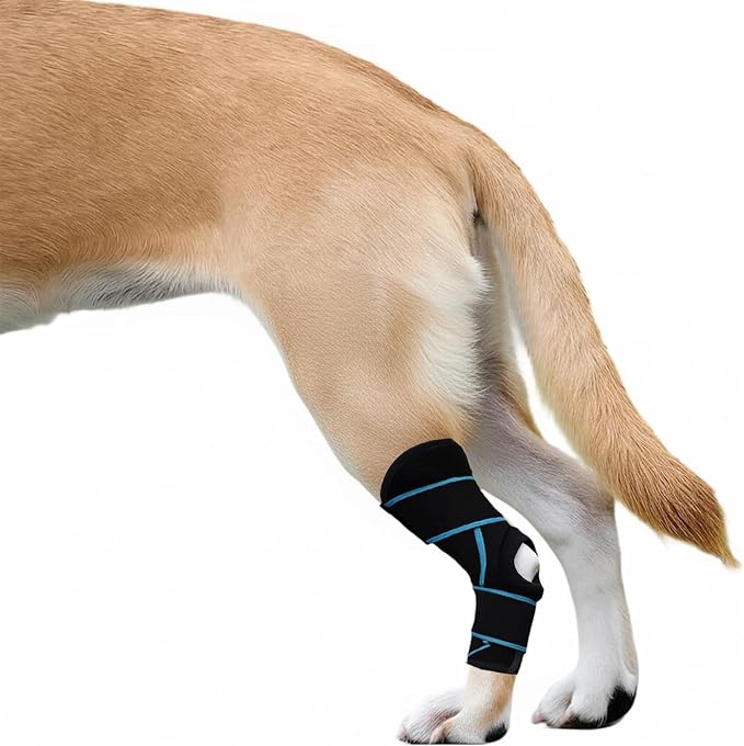 Photo inspiration: Sharkbeepower Dog Knee Brace For Back Leg Acl Support For Photo Inspiration