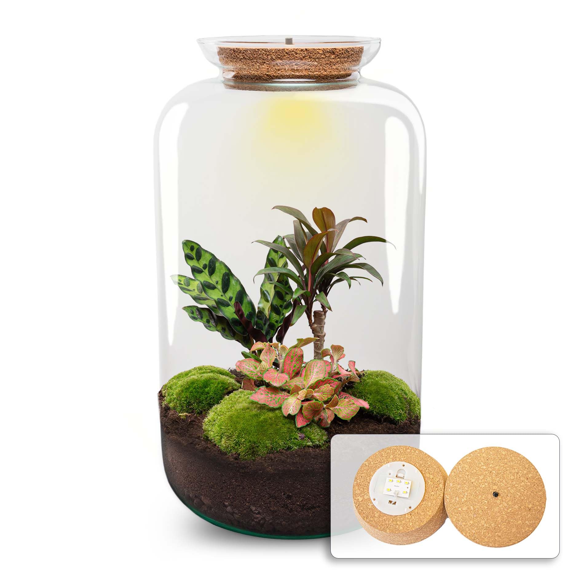 urbanjngl - Sven XL Palm Terrarium mit Licht - DIY Kit für Pflanzenökosystem - Ø 23 cm, Höhe 43 cm - Ideal für Zimmerpflanzen und kreative Gestaltung
