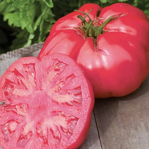 Burpee Heirloom Caspian Pink Tomate grande de carne de res rosa 30 semillas