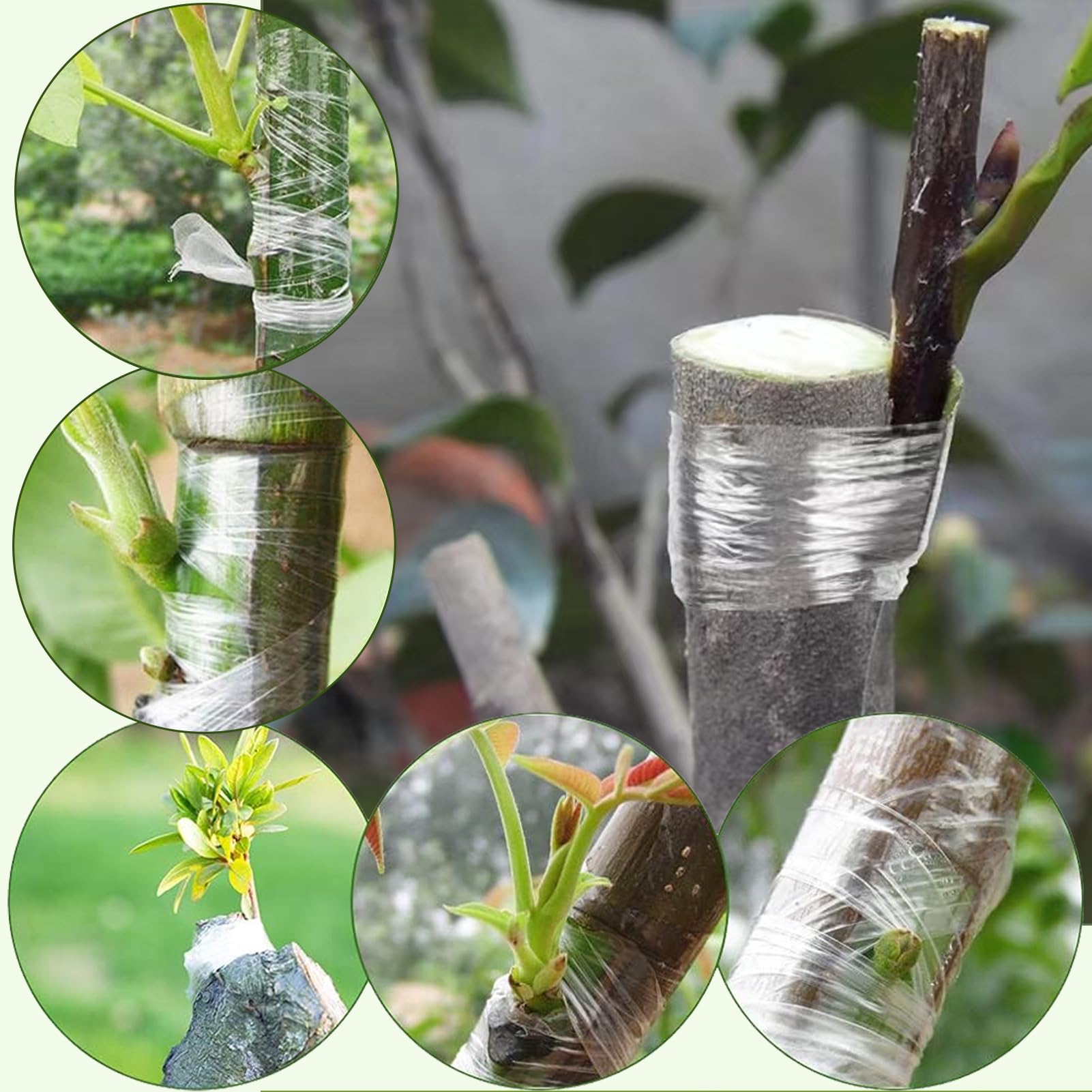 2 Rotoli di Nastro per innesto di Fiori + Coltello da Innesto, Nastro Estensibile per Innesto di Alberi Barriera Dell'umidità per Impianto di Riparazione Fiori Alberi Frutt