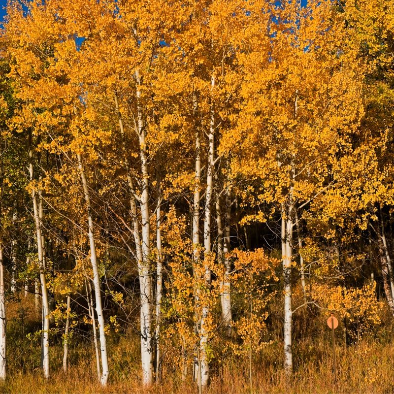 6 Quaking Aspen Trees Seedlings, 18 to 24 Inches Tall Bare Root Quaking Aspen Tree Live Plants for Planting Outdoor Garden