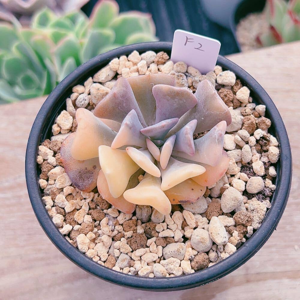 キュービックフロスティー錦 71isHvw28uL._AC_UF1000,