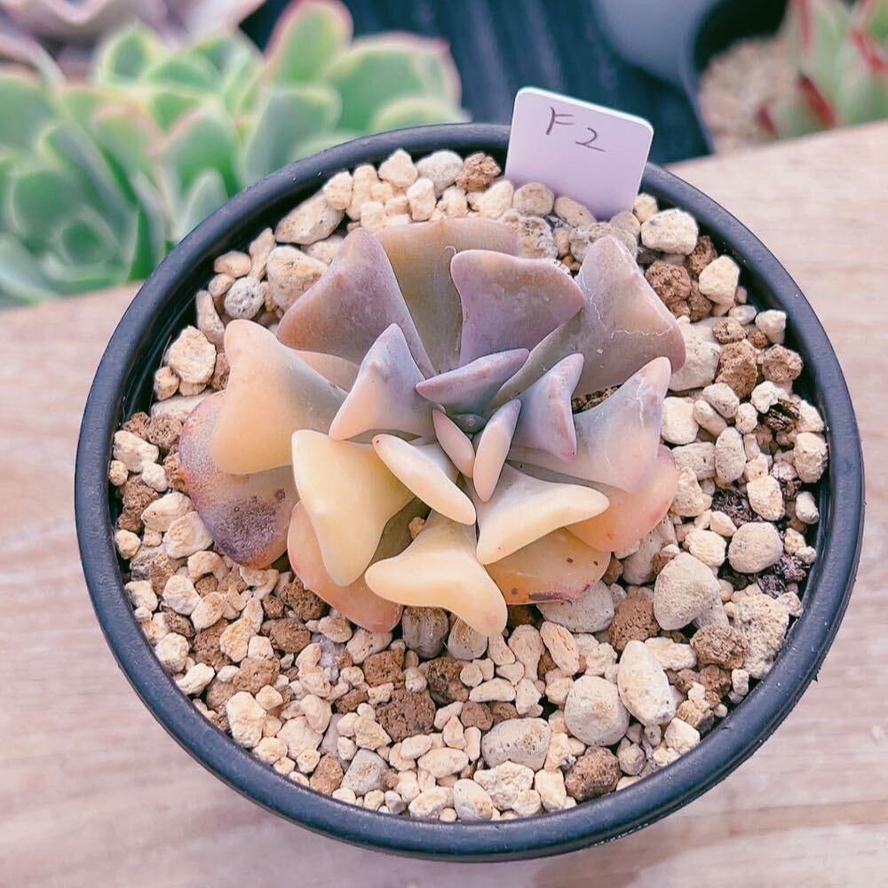 Amazon.co.jp: A！！多肉植物 キュービックフロスティ錦 極上錦 韓国苗