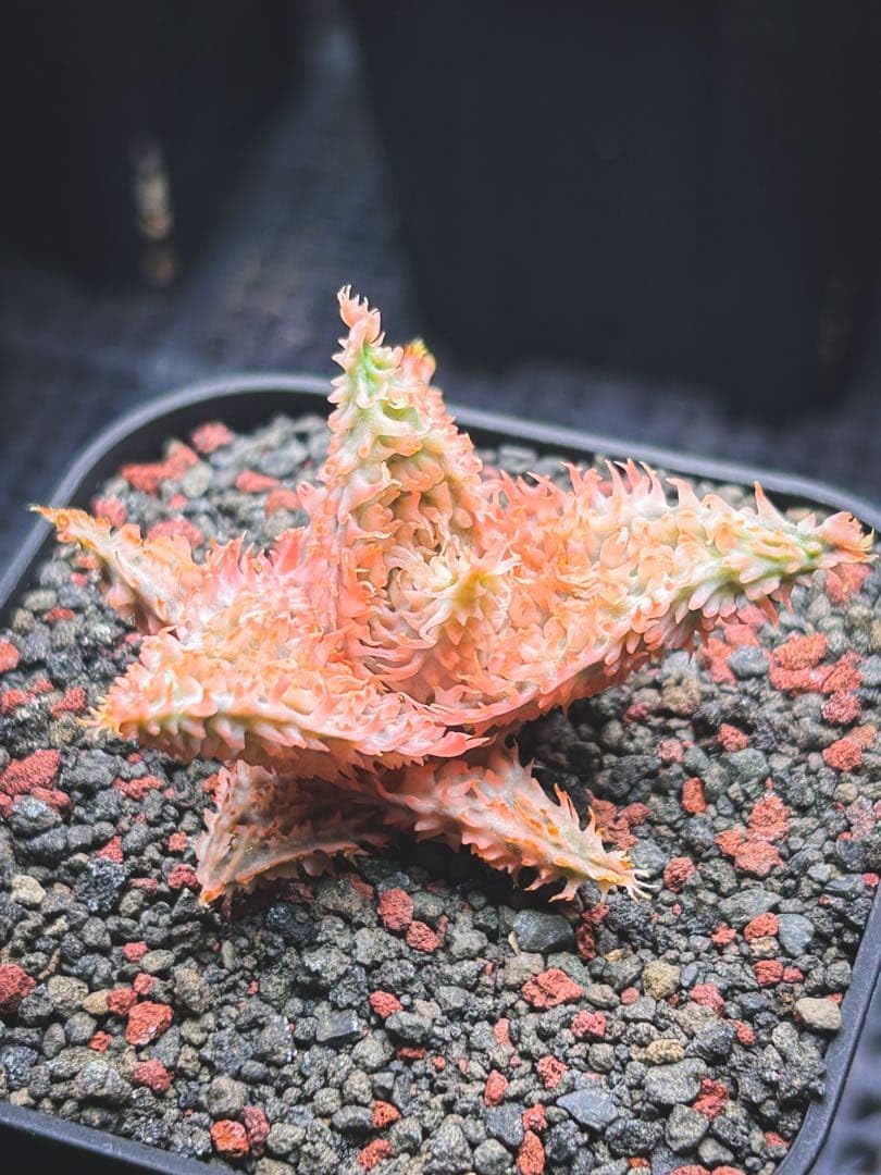 Amazon.co.jp: 子株 アロエ ハイブリッド テンプラ aloe hyb tempra