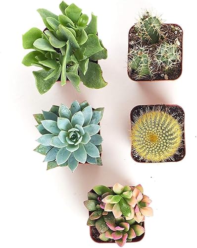 Miniatura 3 de Shop Succulents Mini cactus y plantas suculentas de alta calidad en macetas de 2 pulgadas, jardinería interior o exterior de fácil cuidado