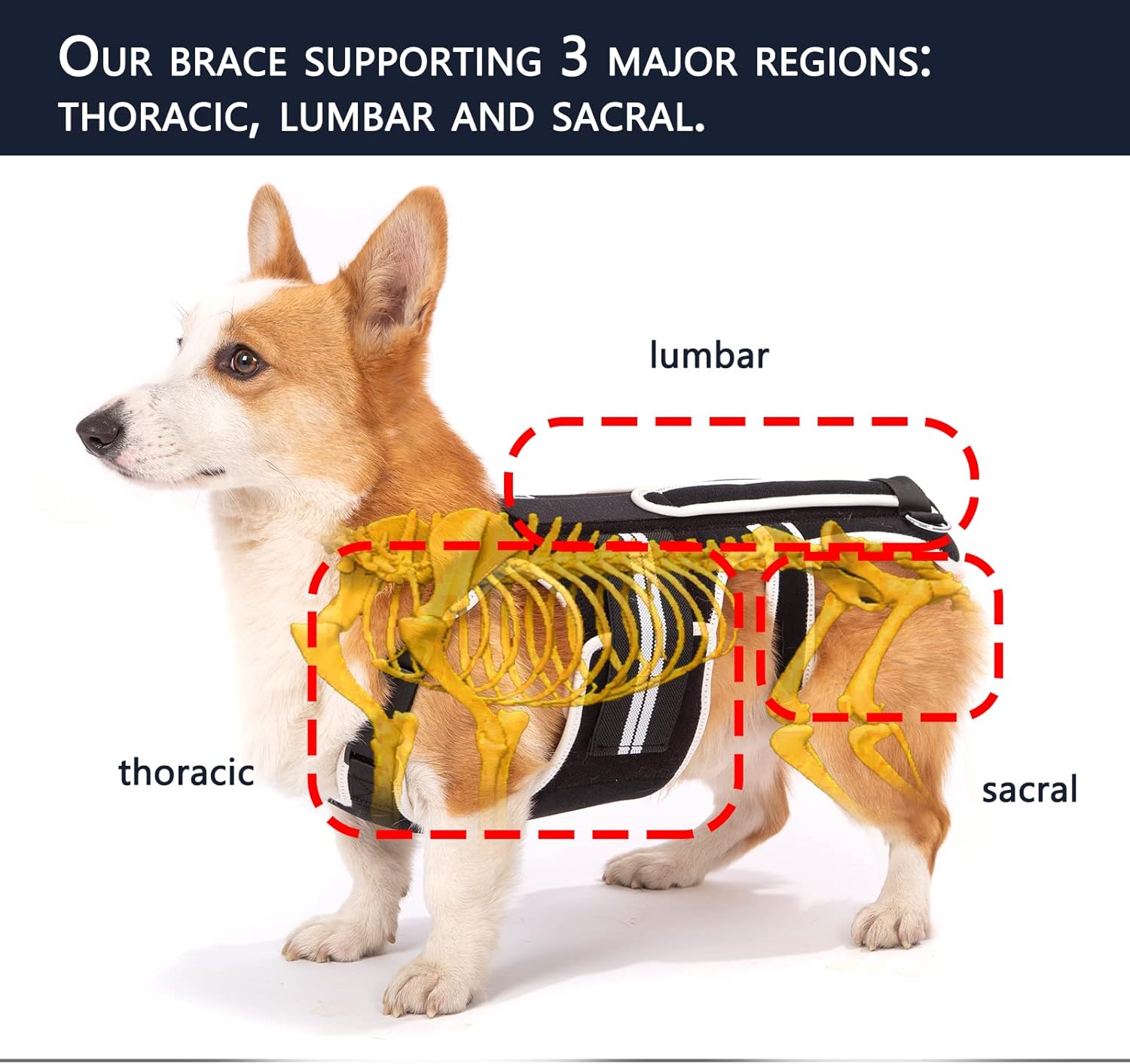 Back Brace for Dogs with IVDD, Arthritis, Luxating Patella, Surgical Recovery and Rehabilitation, Dachshund Back Pain Relief, IVDD Harness(Medium)
