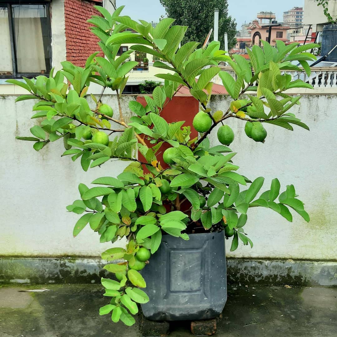 Mphmi Live Plant Nursery NCR Guava Sardar L49, Amrud (Grown through seeds) - Plant (Plant Height 4 inches, Pack of 1 Guava Plant) (B0BWVV3JPQ) Amazon Price History, Amazon Price Tracker