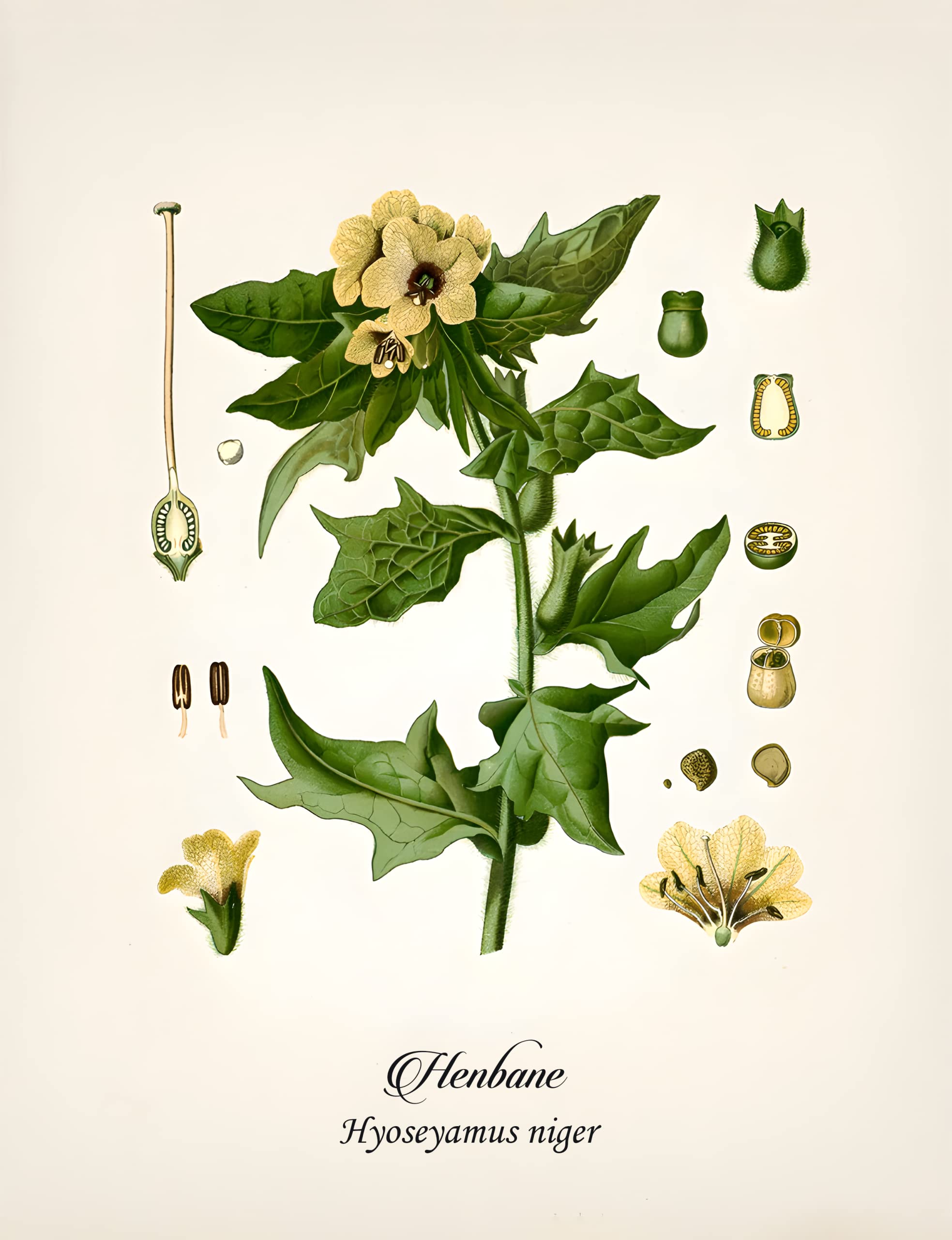 BOTANICAL ART 【import品】 Vintage Belladonna Print, Deadly Nightshade Illustration