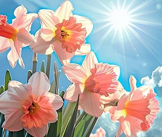 Top 5 Best Container Plants for Full Sun Review 4 Pink Pink Double Daffodil Bulbs
