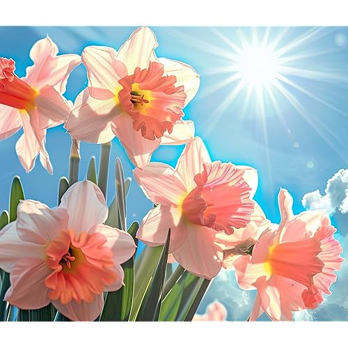 Pink Party Daffodil Bulbs for Planting (10 Bulbs) – Double Pink and White Spring Flowers, Fragrant Perennial Narcissus for Garden Beds, Borders & Containers, Easy-Grow Fall Planted Bulbs