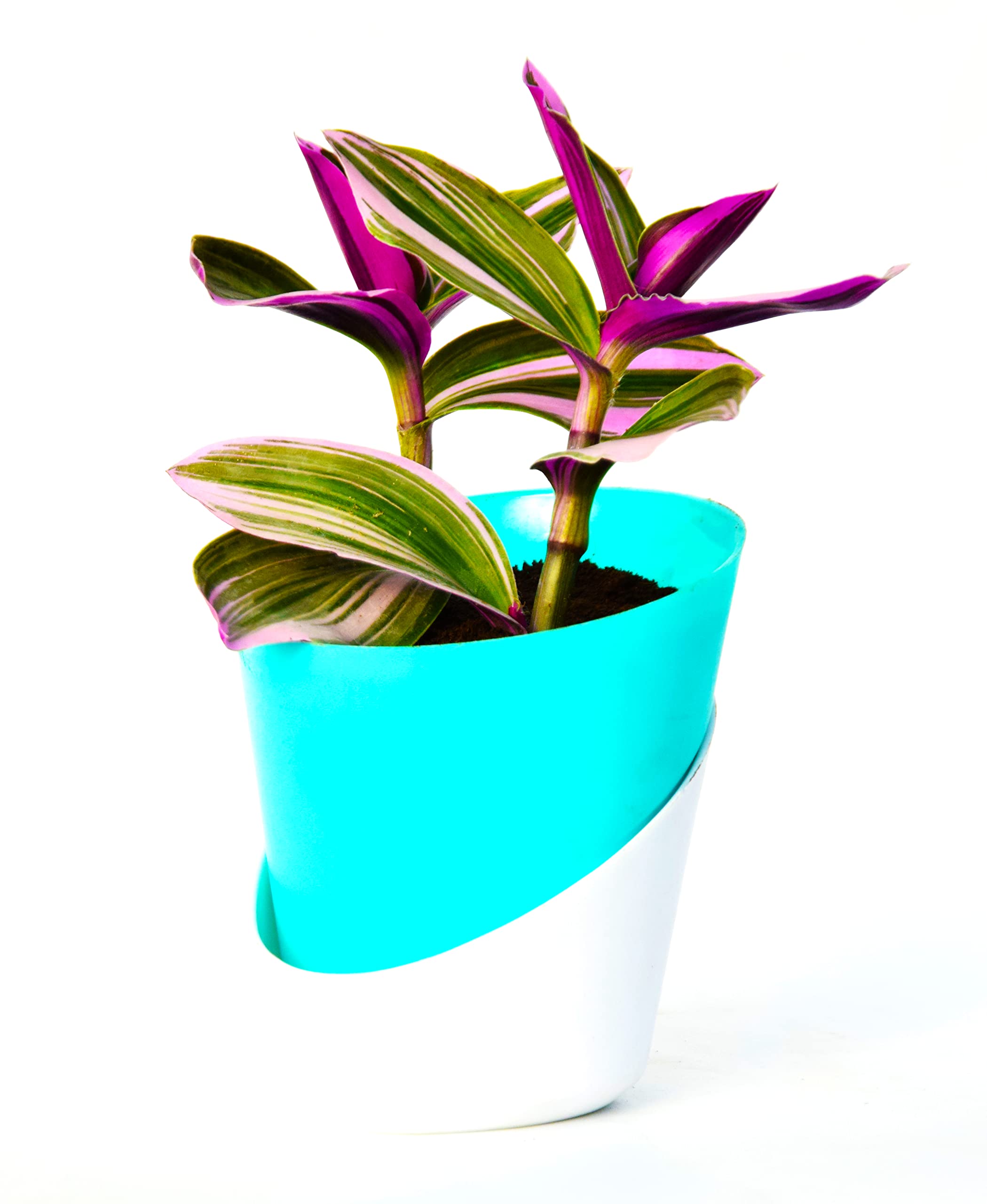 Veryhom Pink Wandering Jew Plant | Rare Tradescantia Nanouk Lilac with Self Watering Pot |-image-19