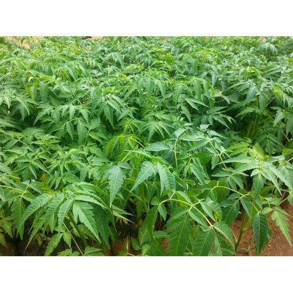 Creative Farmer Malabar Neem Wood (Melia Dubia) Neem, Dubia Plants (Pack Of 2) - Live (Healthy Live Plant) (B09SCZ4P98) Amazon Price History, Amazon Price Tracker