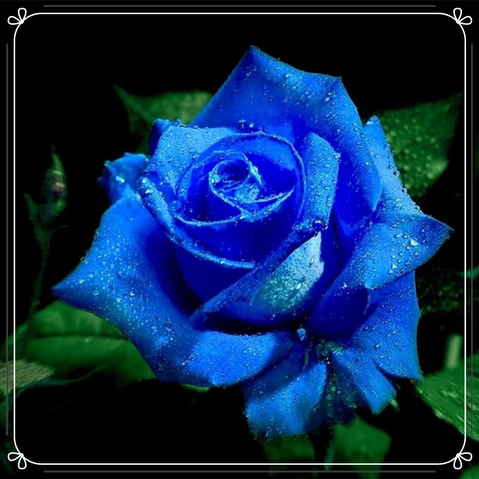 Unique Rose Bulbs for Planting Now UK Ornamental Perennial Natural Organic Excellent Good for Containers Cold-Resistant Easy Plant Display Greening Flower-1bulb-D