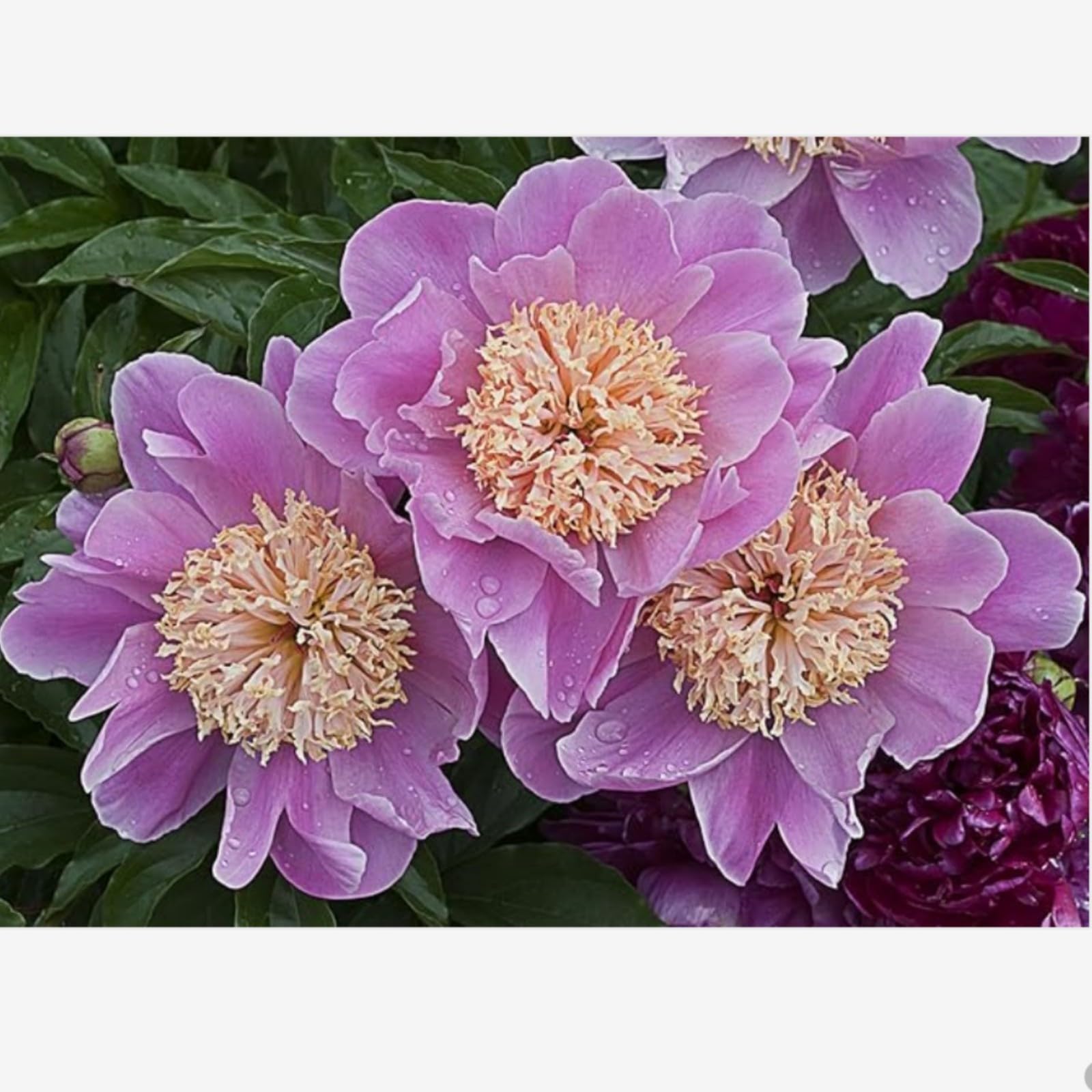 Peony Bulbs for Planting Now UK,Plant Bulbs,Hardy Perennial,Garden Flowers,Flowering Bulbs,Greening Flower,Wedding Flowers,Strong Plants That Grow Well-6Bulbs-G