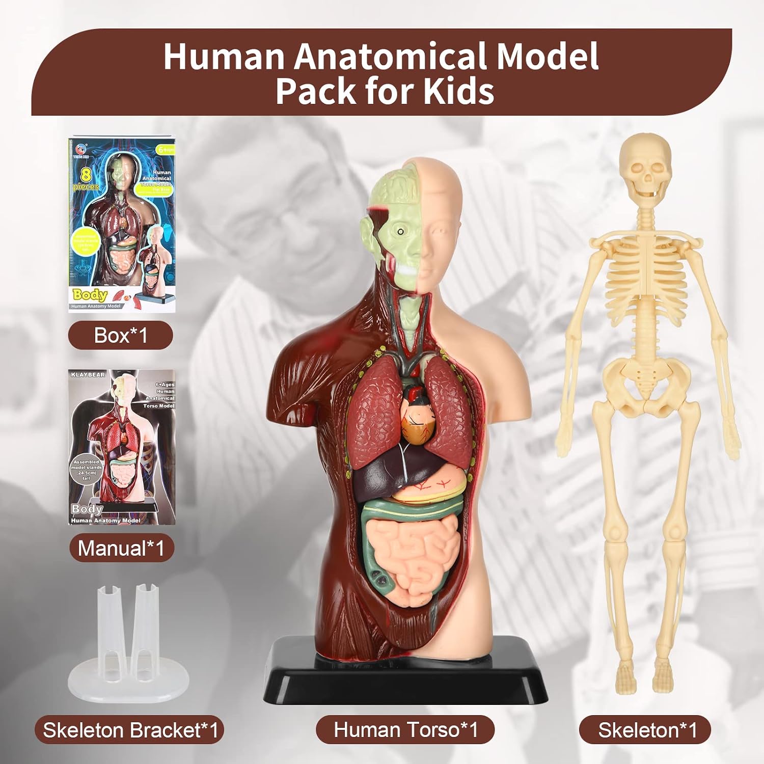 9.6inch Human Body Model for Kids, 8 Pcs Removable Parts Human Anatomical Torso Model with Skeleton Model. Educational Organ Model for Teaching Class Students STEM Toys for Kids Ages 6+