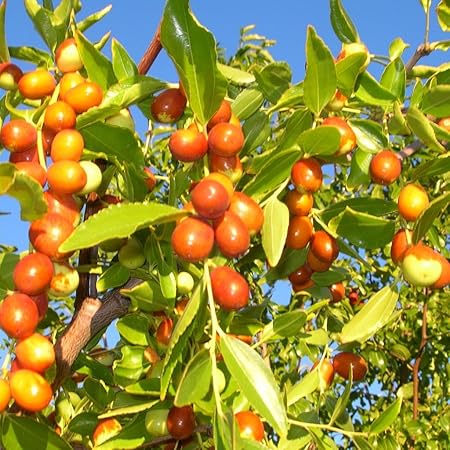 Amazon Com Chinese Jujube Seeds Ziziphus Jujuba Packet Of 5 Seeds Patio Lawn Garden Amazon Com Chinese Jujube Seeds Ziziphus Jujuba Packet Of 5 Seeds Patio Lawn Garden
