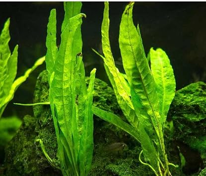 Java Fern Narrow Beautiful Tropical OXYGENATING Healthy Aquarium Plants Shrimp 3