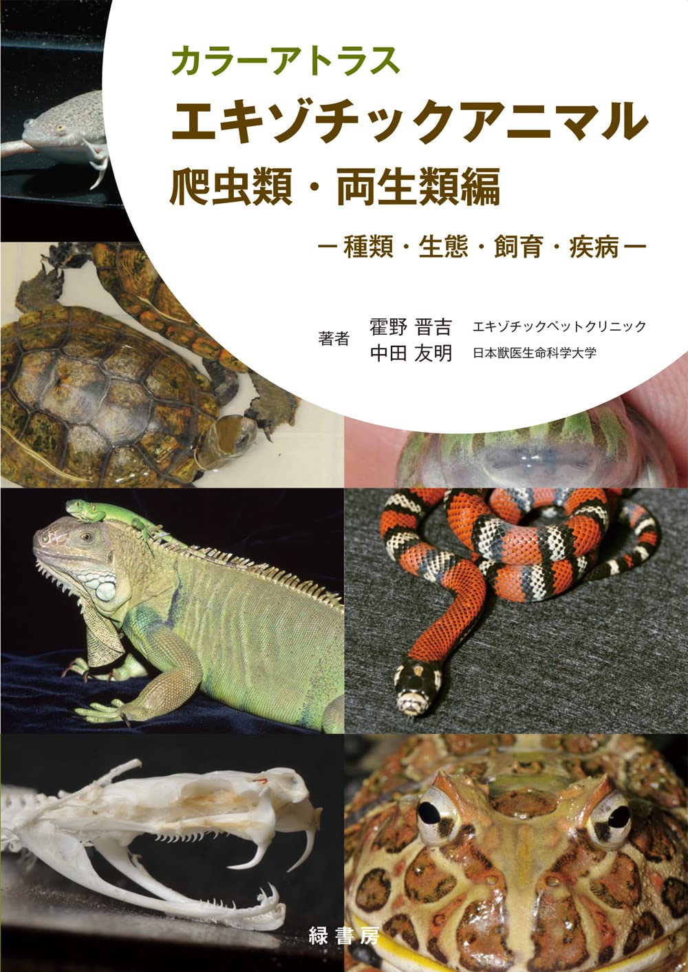 トカゲ 自然 驚くべき適応力を持つユニークな爬虫類イラスト素材透過、PNGフリー画像ダウンロード - Pngtree, image size:1000x1411