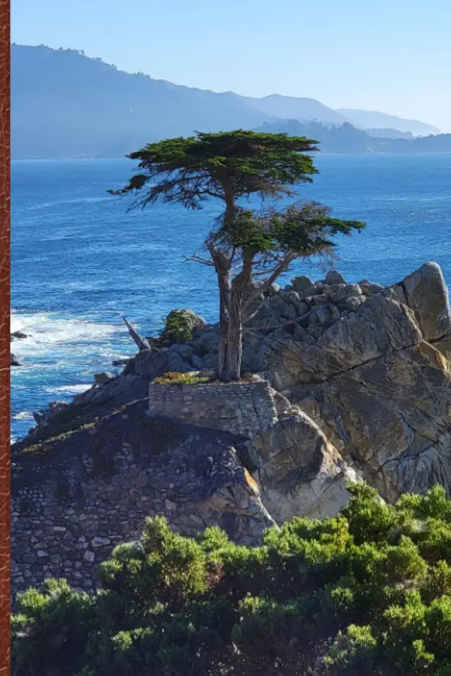 Lone Cypress Lined Notebook — 110 Pages