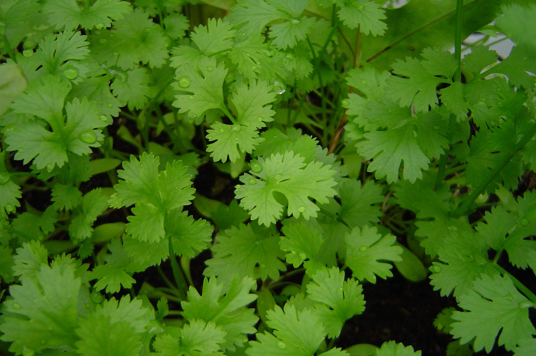 Lot de 200 Graines de Coriandre Cultivée - Plante aromatique qui relève vos plats - Très facile à cultiver - Plante Annuelle - Grande Qualité Gustative - Semences Reproductibles