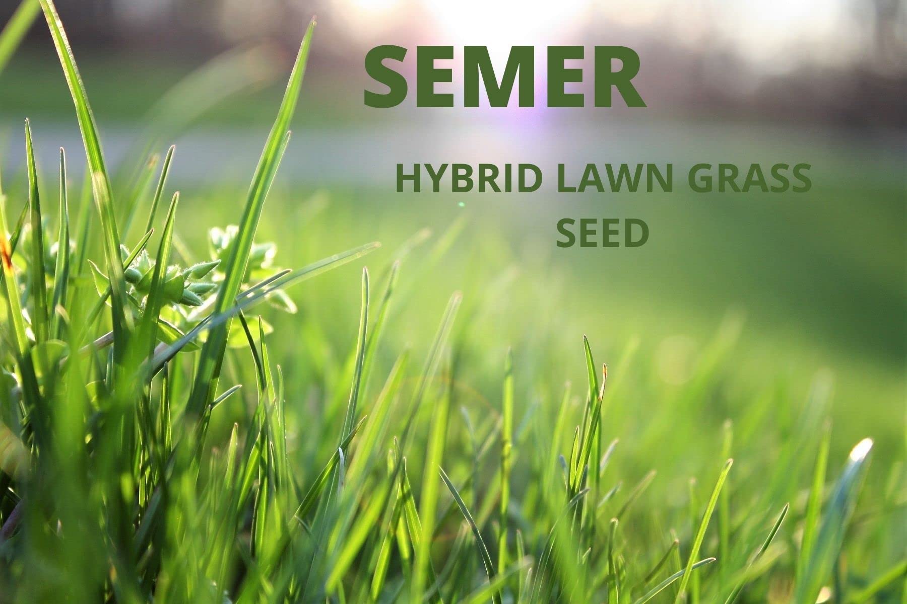 SEMER Lawn Grass Seeds - 750 GM PKT (B0BCZCKFKG) Amazon Price History, Amazon Price Tracker