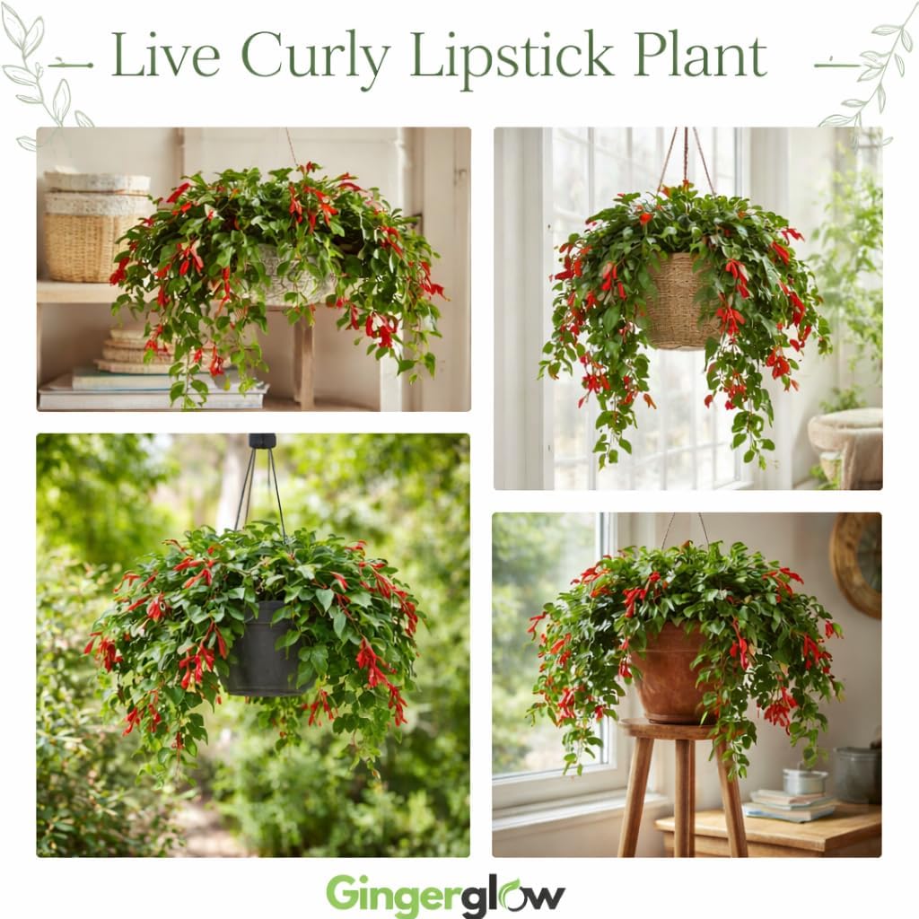 Twister Curly Lipstick Plant Live | Size 4 Inch Tall | Established Live Tropical Houseplant | Robust Twisted Leaf Foliage for Modern Indoor Garden