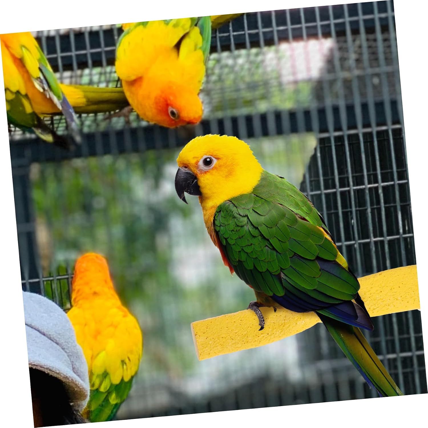 Parrot Cage Perch for Training and Chewing Resin Yellow image 5