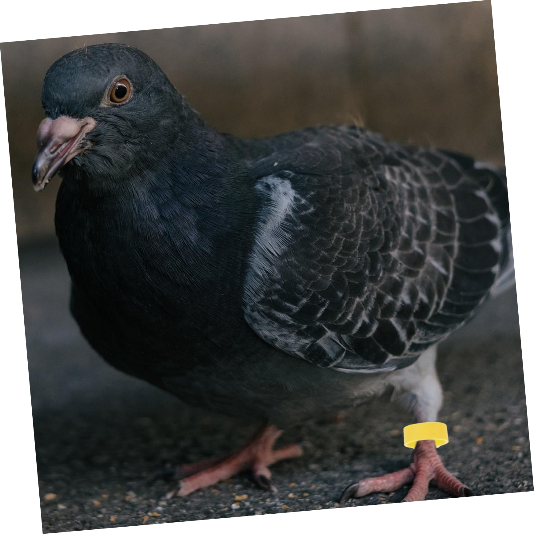 BESPORTBLE 900pezzi Anelli Identificativi per Piccioni Clip Colorate per Uccelli Facile da Applicare e Rimuovere per Pappagalli e Pollame