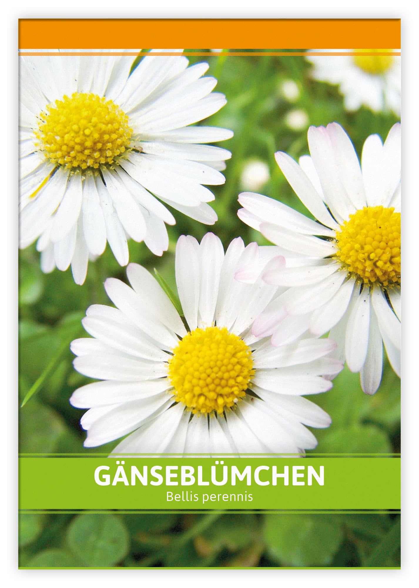 FLORTUS W5246-100x Gänseblümchen für Werbezwecke (100 Tütchen) (Gänseblümchensamen)