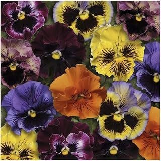 Premier Seeds Direct PAN25F F1 Pansy Winter Flowering Frizzle Sizzle Mixed Seeds (Pack of 30)