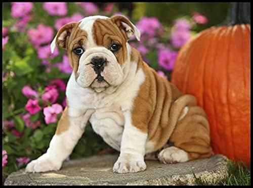 Kits de pintura de diamantes 5D para adultos, Bulldog inglés, lindo perro, redondo, taladro completo, cuentas de resina, puntos de diamante, juego