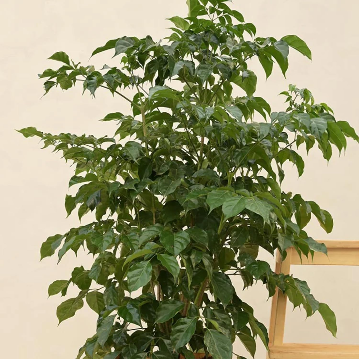 Hug A Plant | China Baby Doll (Small) (Radermachera sinica) Ornamental Live Plant in Ploybag (Home & Garden)