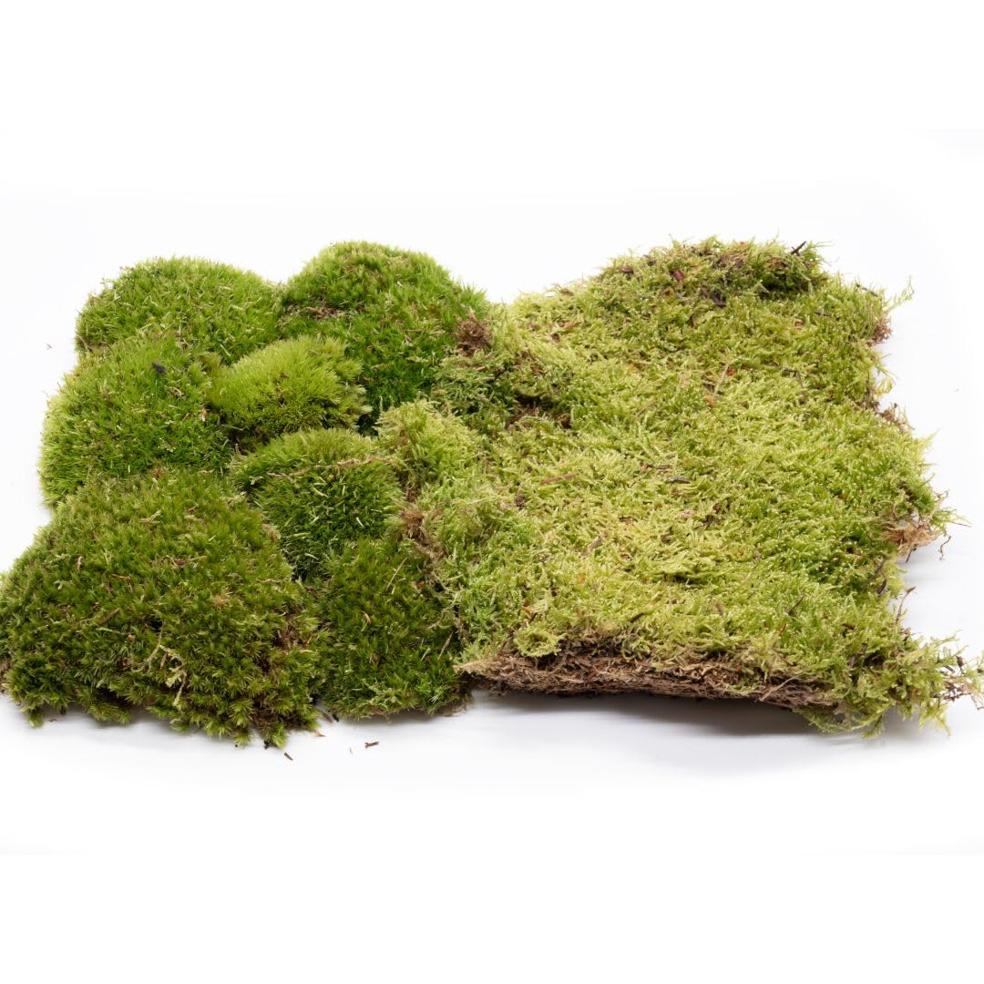 LIVE MOSS BUNDLE, Live Moss Set for Terrariums Bun Moss Carpet Moss for Mossarium, Terrarium Plant, Terrarium Supplies FRESH Pillow Sheet Moss (12x9 inch)