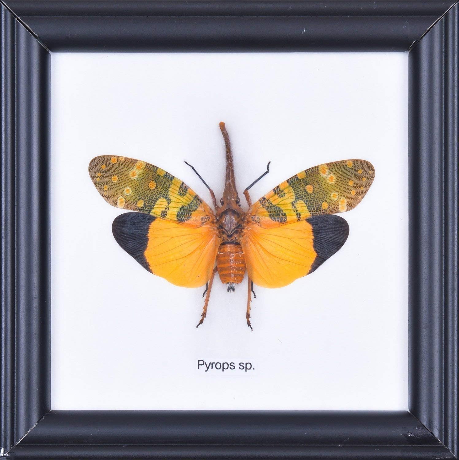 The Orange Lantern Bug (Pyrops sp.) | Framed Incredible Insect Wall Decor | Unique Taxidermy Collectables | 4.75 x 4.75 in.