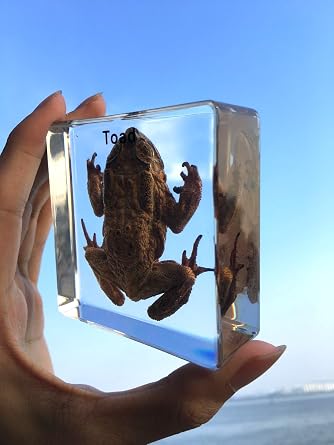 Toad Specimen Paperweight Science Education Specimens