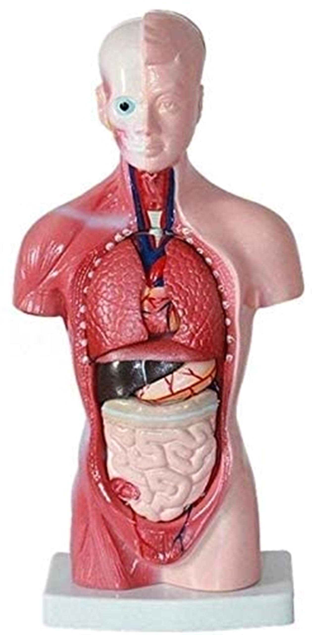 Model Badawczy 1 UDS 28cm Model Człowieka, Anatomia, Anatomia Serca, Kości, Trzewnica Medyczna, Materiały Dydaktyczne I Uczniowie
