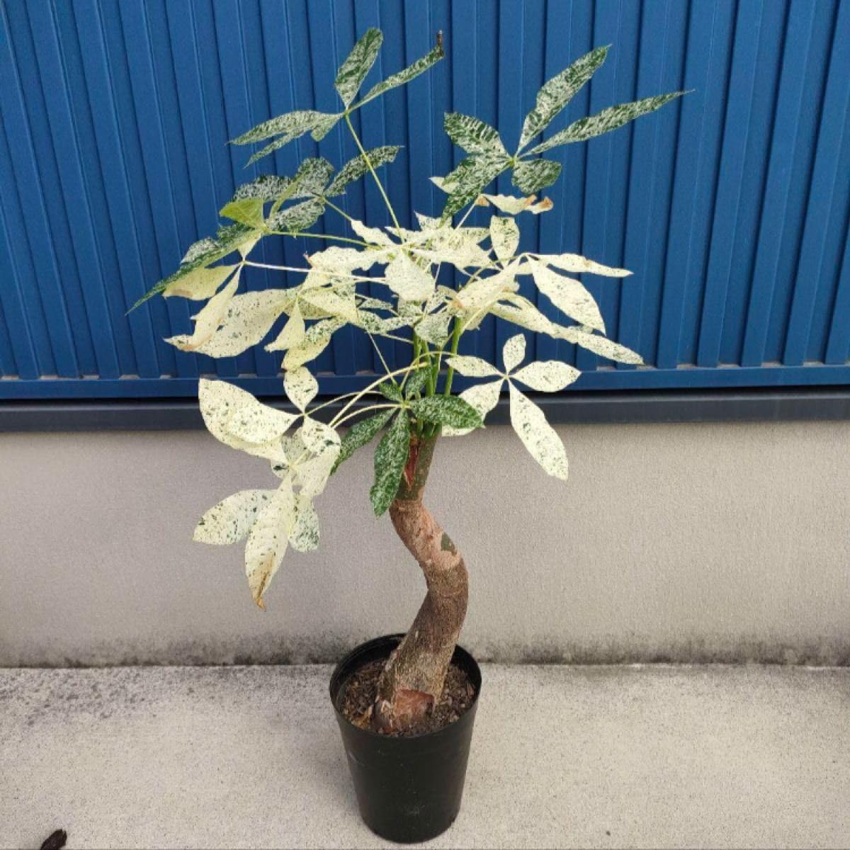 パキラ【美斑　ミルキーウェイ】 楽天市場】【1時間限定全品20％OFFｾｰﾙ 10/24 20時〜】【前夜祭