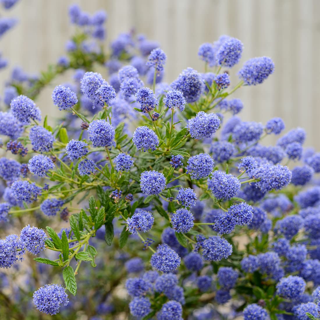 3 x Céanothe;Lilas de Californie 'Concha' - Ceanothus 'Concha' 30-40 cm en conteneur - L'éclat du Lilas de Californie dans Votre Jardin